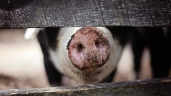 Сахалинские свиньи не заразились африканской чумой