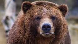 Медведи стали соседями бизнесмена из Кировска в отпуске на Сахалине