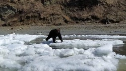 Зимний сон курильских медведей: когда ложатся, как спят и чем опасны шатуны