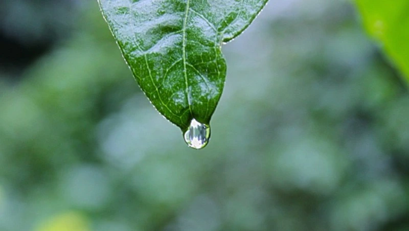 Дождь в Южно-Сахалинске 4 августа затянется на несколько часов