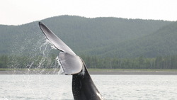 В России разработали стратегию охраны серых китов