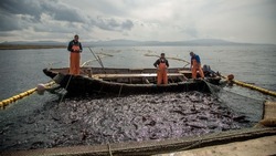 На Кунашире введут режим пропуска рыбы в реки