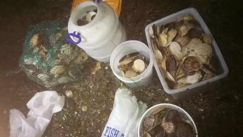 Сахалинцы в непогоду штурмуют Анивский пляж в надежде поживиться гребешком