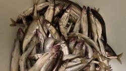 Корюшку предложили включить в список нематериального культурного наследия России