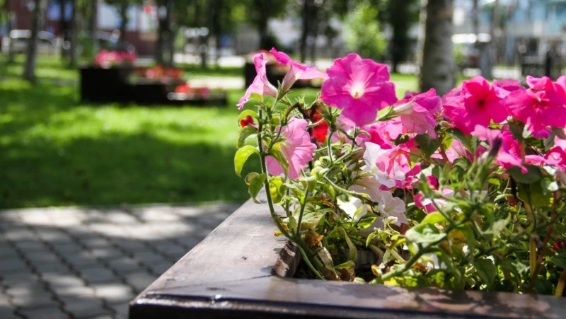 Юг Сахалина пестрит яркими красками: в Корсакове установили новые вазоны