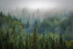 В Якутии высадят 10 млн сеянцев для восстановления лесов