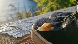 Турист снял на видео соболя и улитку на острове Монерон