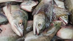 На Сахалине браконьерам за лов краснокнижной рыбы дали условные сроки, они не согласны с наказанием