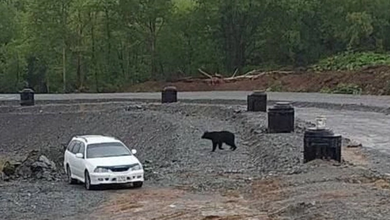 Медведя заметили на стройке ЖК в Южно-Сахалинске 