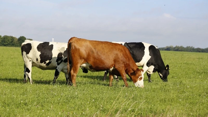 С начала 2025 года сахалинские коровы стали давать на 5% больше молока