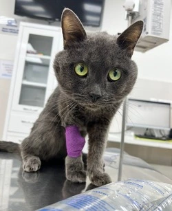 Волонтеры Сахалина рассказали о состоянии выброшенного из окна домашнего кота