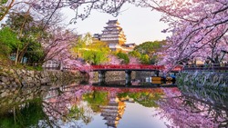 Аналитика МТС Travel: сахалинцы отправляются в Японию, чтобы увидеть легендарное цветение сакуры