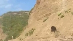 Медведь в Александровске-Сахалинском потревожил отдыхающих на пляже