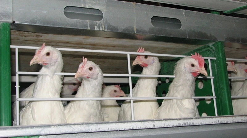 «Островная» объяснила, откуда взялась воняющая свалка куриц