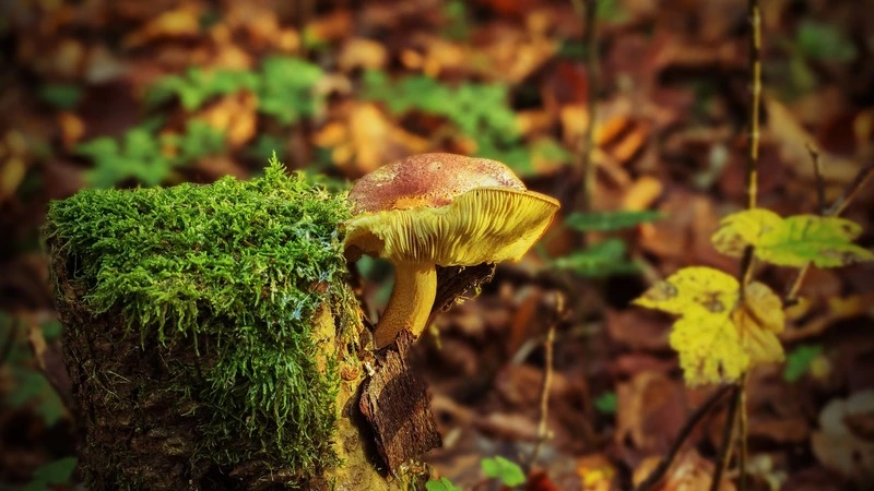 Четверо сахалинцев ушли в лес и не вернулись