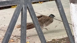 В Южно-Сахалинске заметили разгуливающего по городу фазана