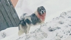 Окровавленную собаку обнаружили жители Поронайска 