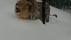 Лев в Сахалинском зоопарке преодолел двухметровый сугроб во время метели