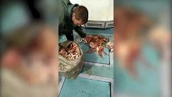 Крабовые браконьеры не смогли сбежать от сахалинских пограничников