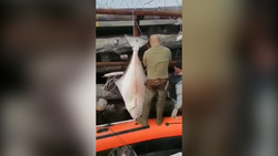 Рыбаки Сахалина поймали гигантского палтуса. Он размером с человека