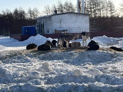 «Страшно ходить»: жители севера Сахалина пожаловались на стаи бездомных собак