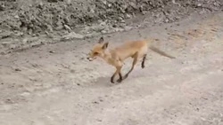 «Опять ты!»: истощенную лису встретили на дороге жители Курил