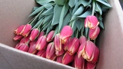 «Знаки внимания» вручат женам и матерям островитян участников СВО с Сахалина