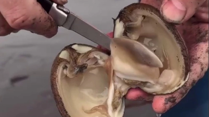 Шеф-повар Василий Емельяненко научил россиян правильно чистить и есть сахалинскую спизулу