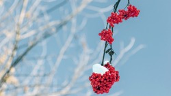 «Средний» январь обещают синоптики после Нового года