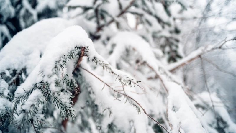 Морозы до -28 градусов на Сахалине и снег на Курилах прогнозируют 26 февраля