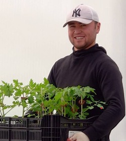 Рассаду томатов, капусты, цветов и картофеля начали продавать в «Тепличном»