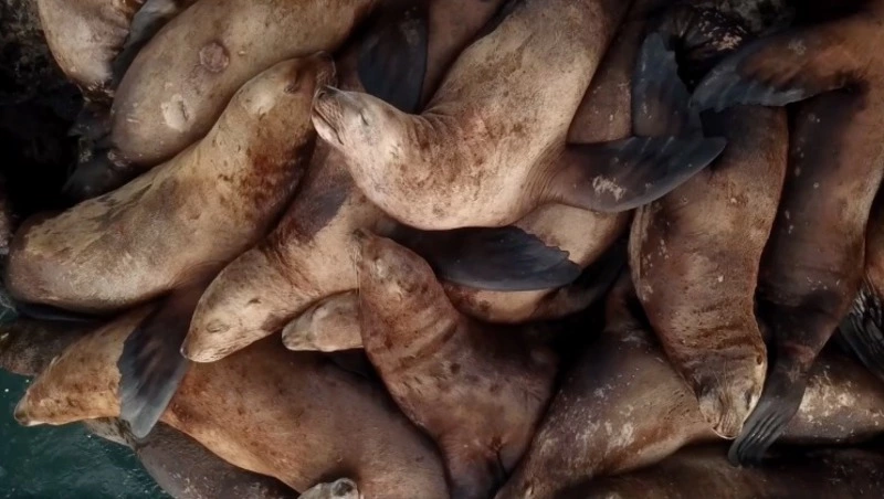 Сахалинский блогер показал, как сивучи из Невельска переживали циклон 