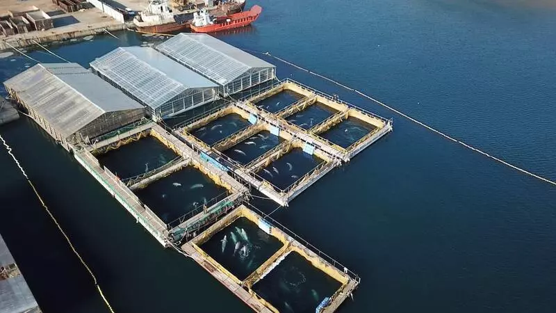 Ученые-океанологи просят правительство РФ возглавить освобождение косаток