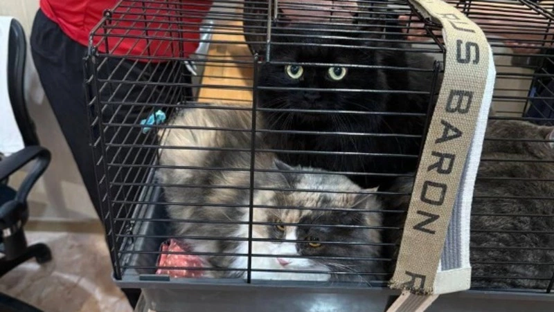 Приют «Пес и Кот» бесплатно вакцинировал десятки домашних котов в Южно-Сахалинске