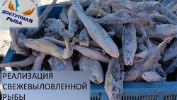 Рыбу по цене от 77 рублей за килограмм привезли в Тымовское днем 6 февраля 