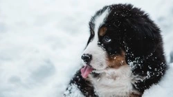 Снежный циклон придет в Сахалинскую область с Японского моря 13 ноября