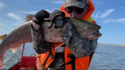 На "трофейной" рыбалке на Сахалине туристы выловили тайменя весом 17 кг