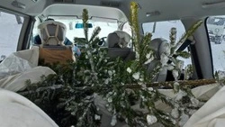 Сахалинец заплатит штраф за незаконно срубленную пихту