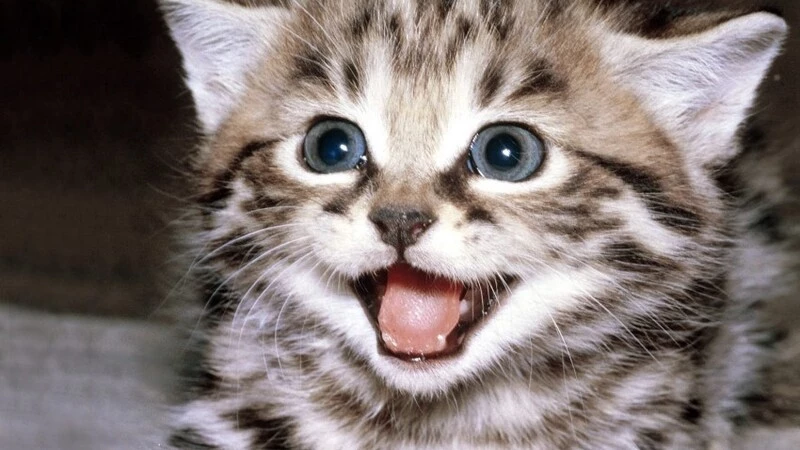 Жители Ноглик заставили котенка полететь с пятиэтажки