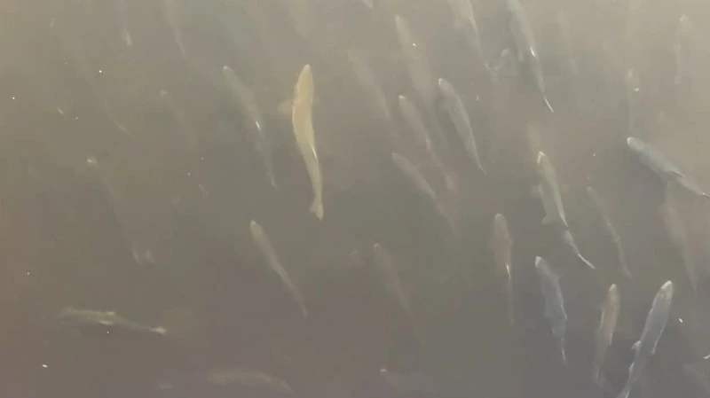 На Сахалине горбуша заполонила реку Игривую