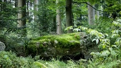 Аудиторы проверили работу лесоохраны в Сахалинской области за два года