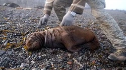 Маленького сивуча спасли из ошейника на острове Тюлений 