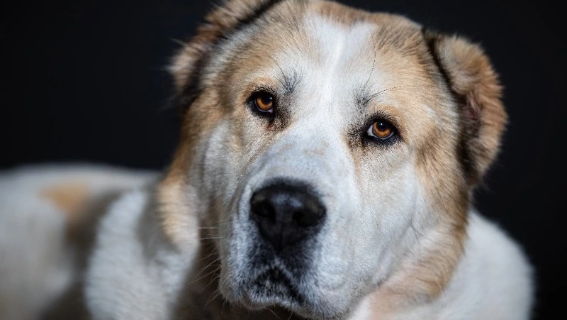 В Южно-Сахалинске за разнесенный алабаем бампер машины и вмятины хозяин заплатит 80 тысяч