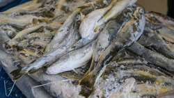 Места для продажи излишков улова назвали рыбакам-любителям в Южно-Сахалинске