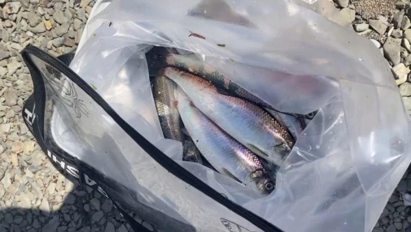 Селедка подошла к берегу в Корсаковском районе 