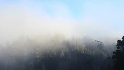 Небольшой дождь, туман и до +31 градуса ждет жителей Сахалина и Курил 21 июля