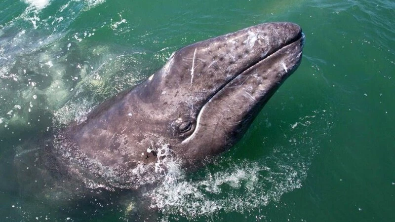 Сахалинец три дня искал кита в туманном заливе Пильтун для съемок фильма