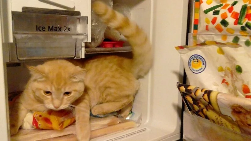 Облом в морозилке