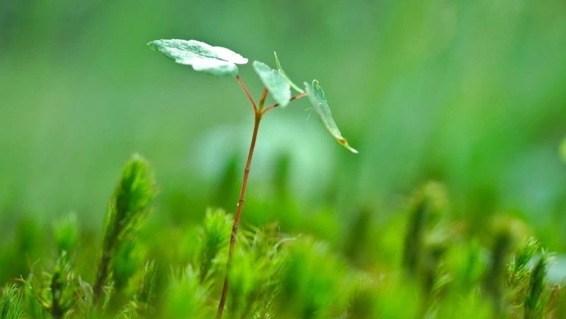 Более 200 тысяч деревьев высадили за год на Сахалине в рамках акции «Сохраним лес»