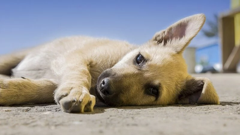 Государство поможет сахалинским приютам для животных пережить коронавирусный кризис